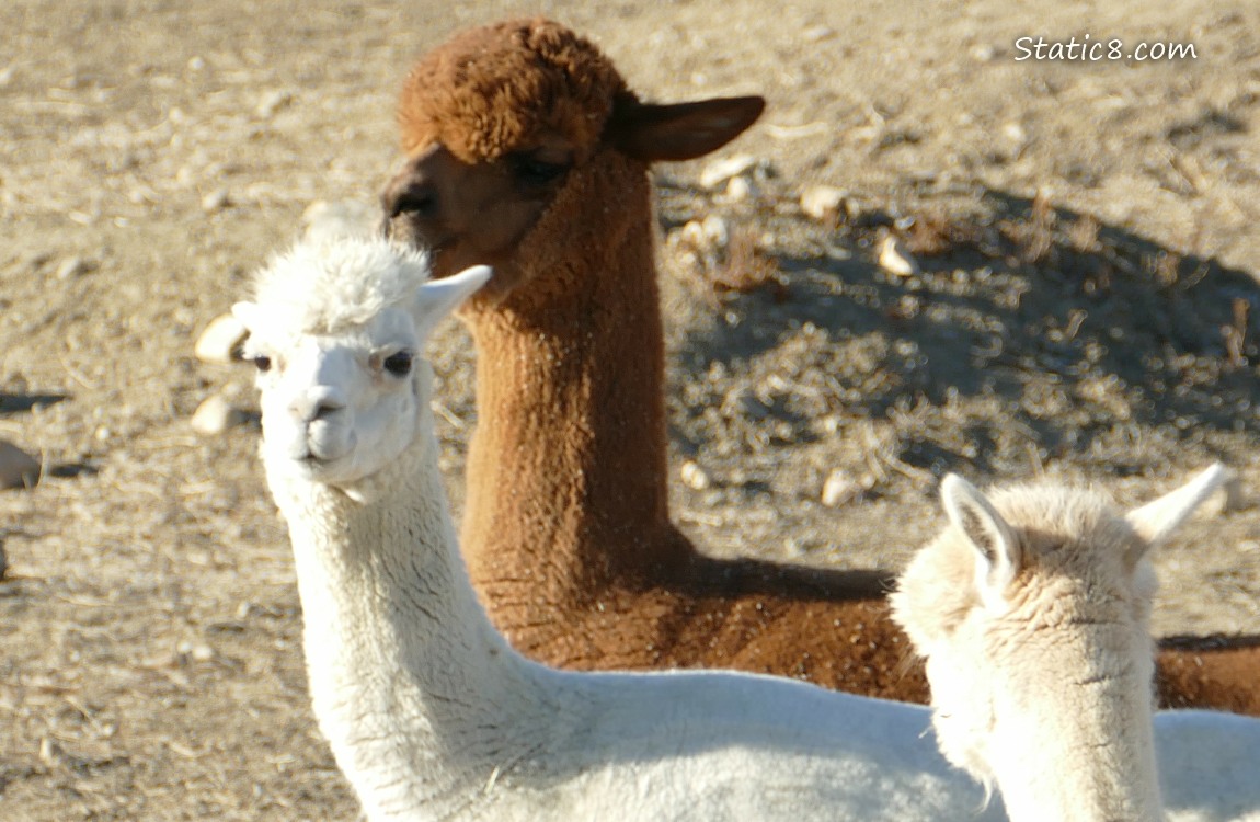 Three Alpacas