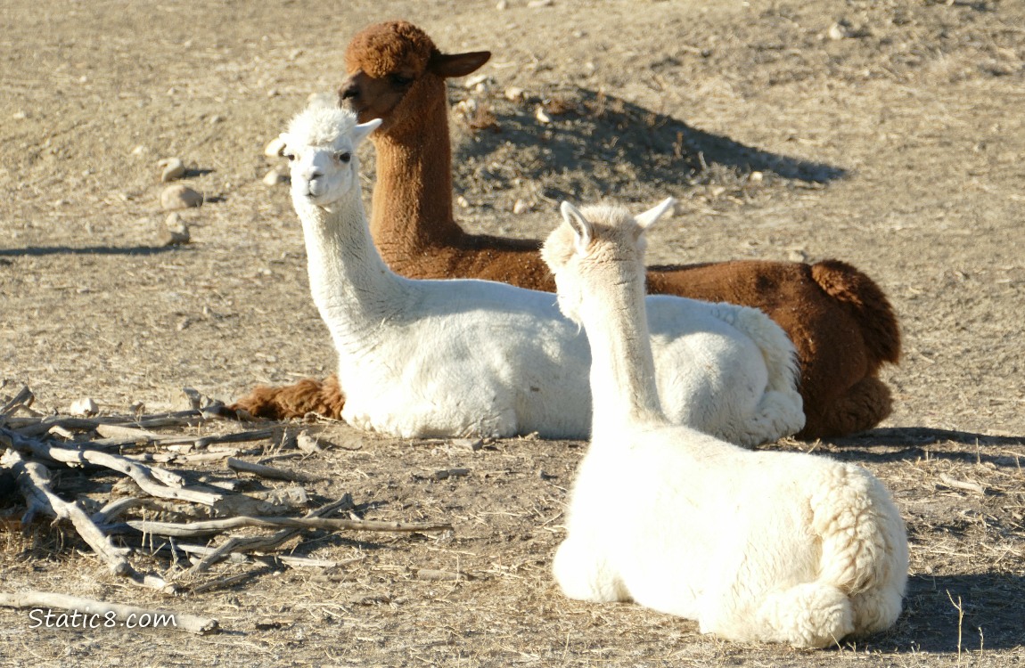 Three Alpacas sitting on the ground