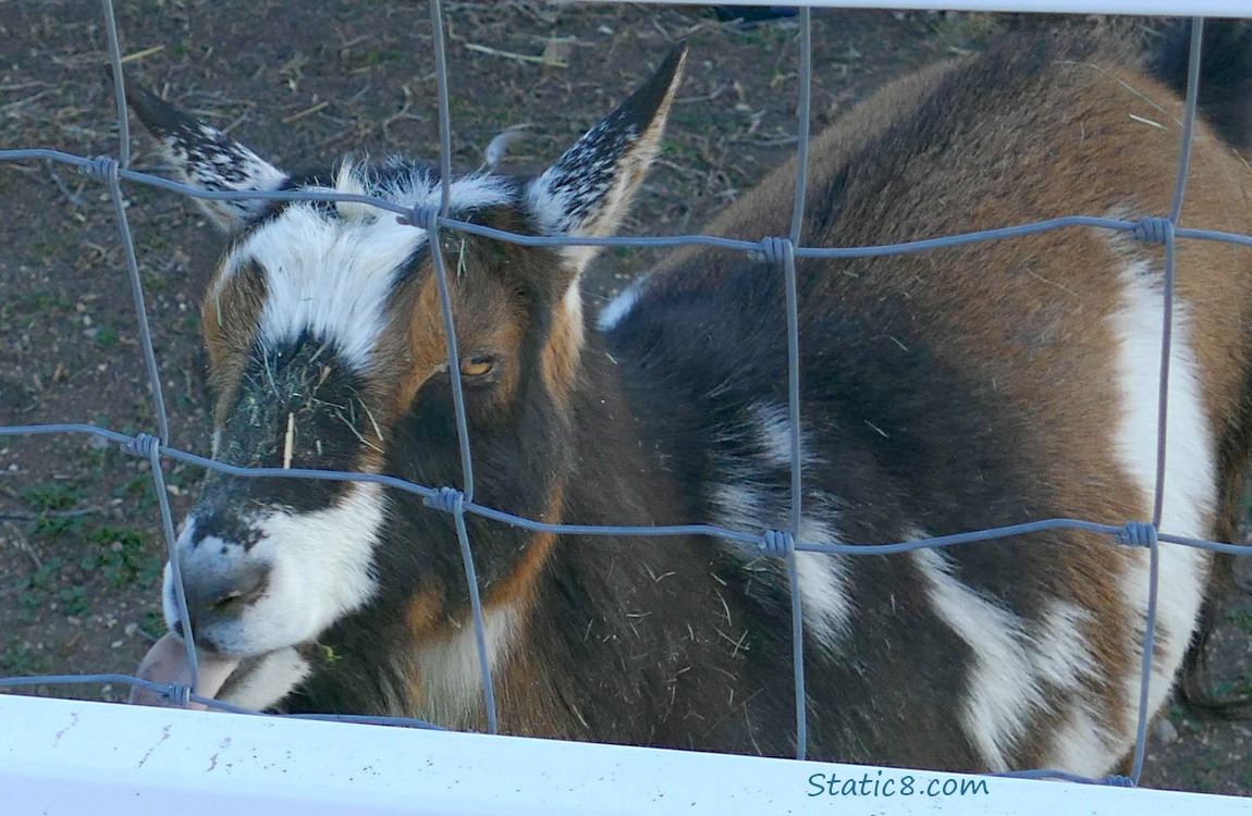 Goat behind a wire fence with her tongue out!