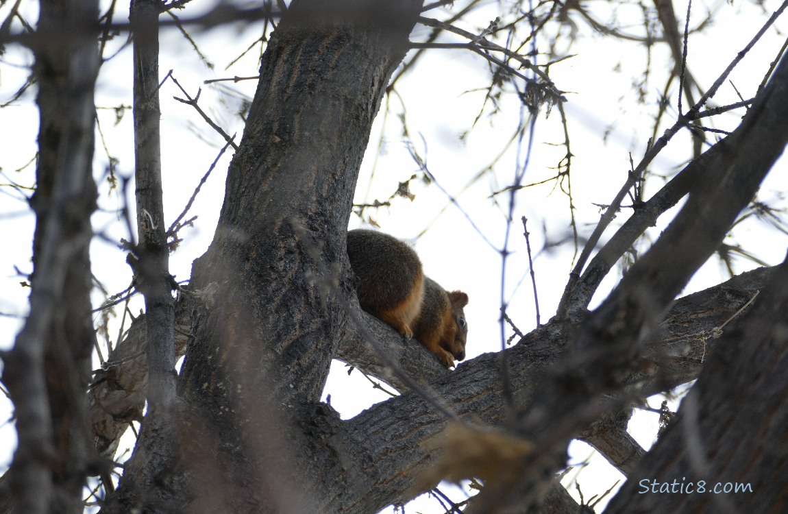 Squirrel napping in a tree