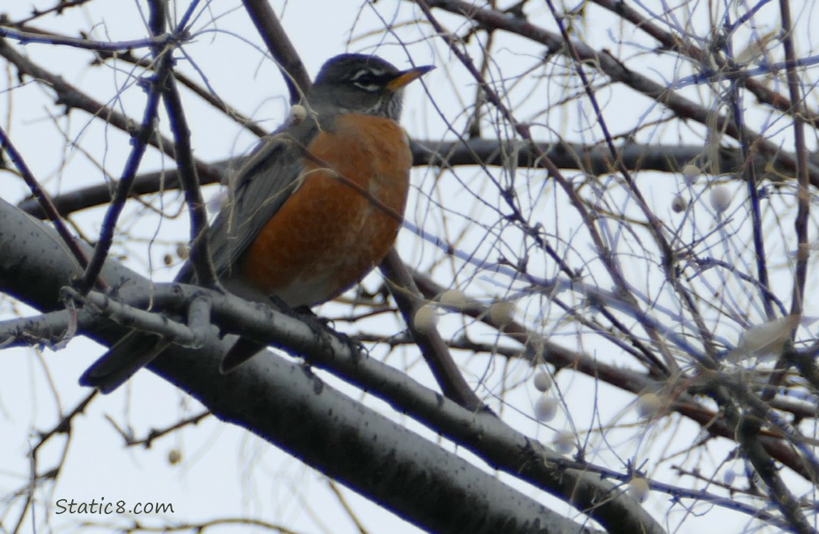 American Robin standing in a winter bare tree