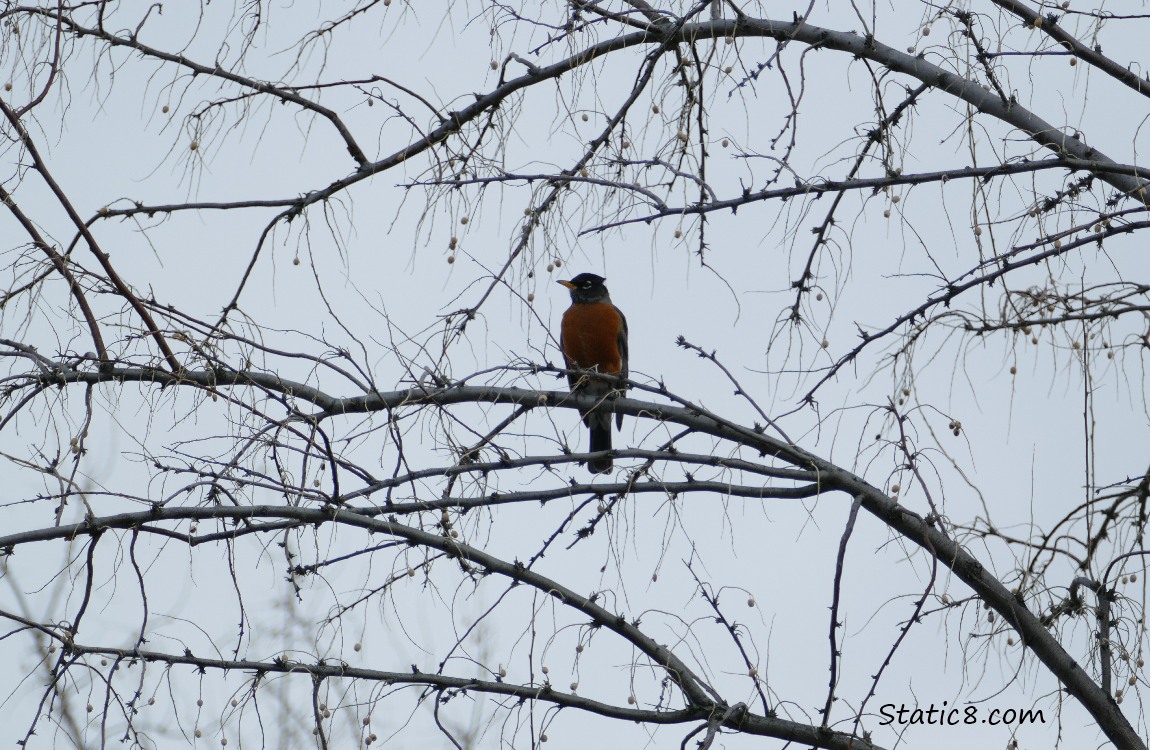 American Robin standing in a winter bare tree with round seeds hanging from the branches