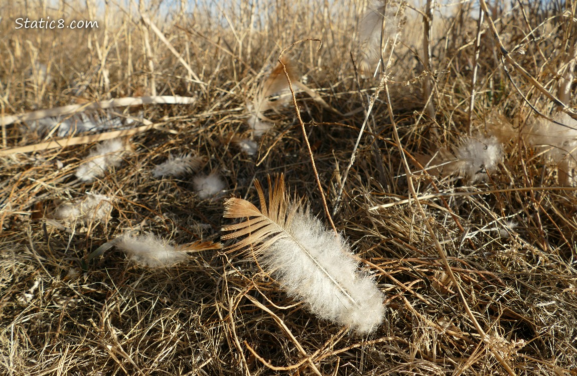 Feathers in the grass