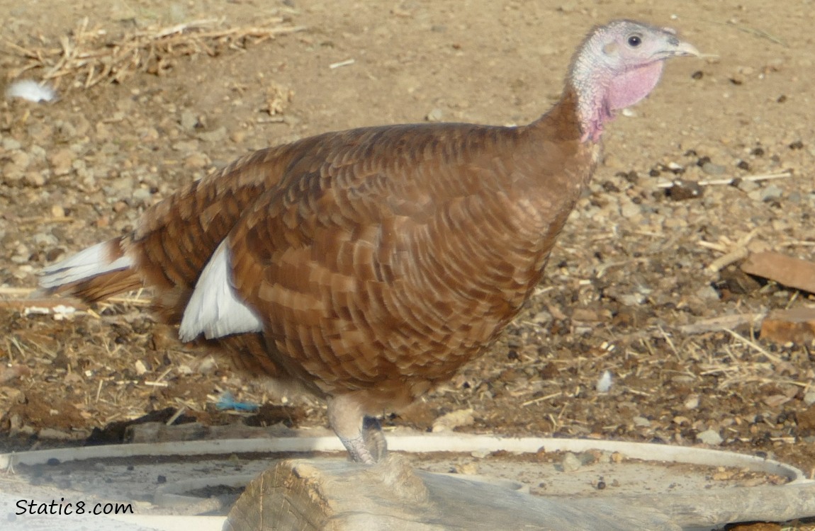 Brown turkey with some white feathers