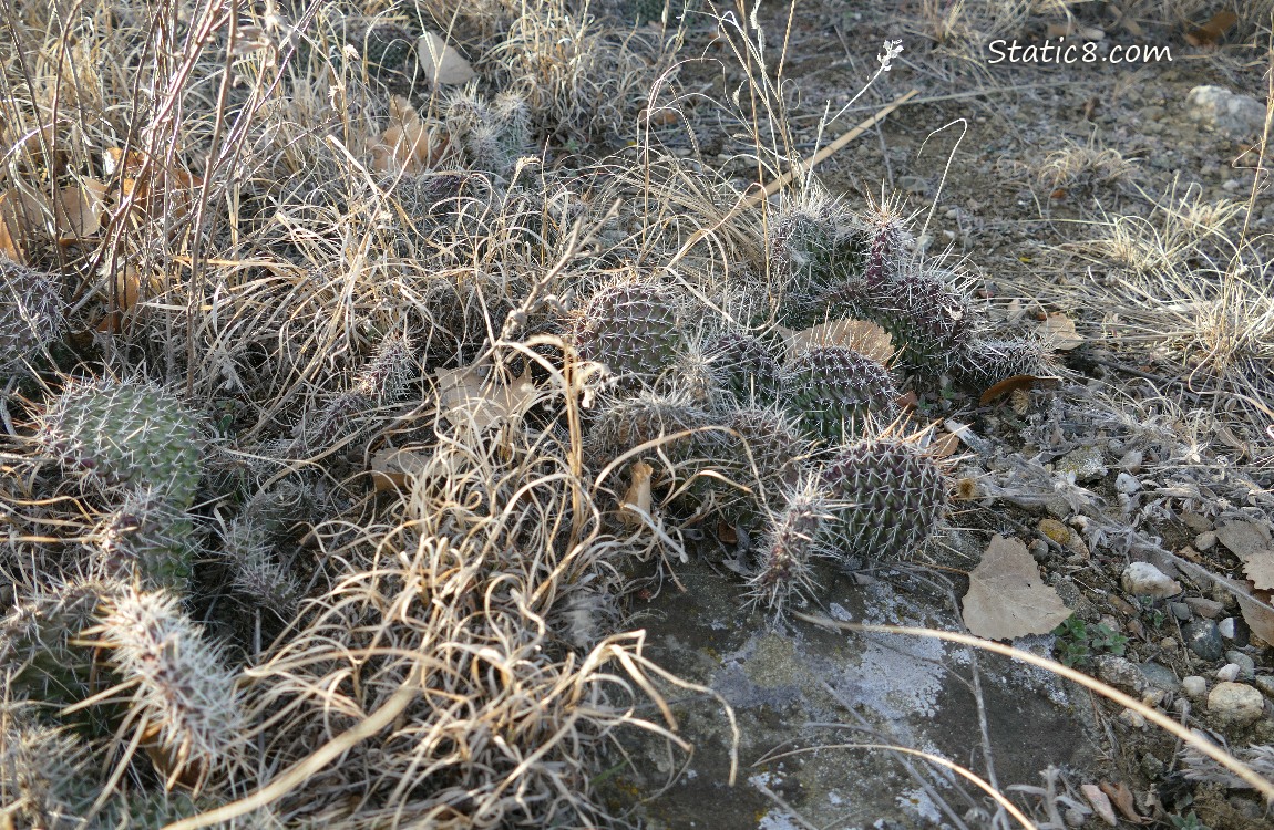 Prickly Pears growing in the grass