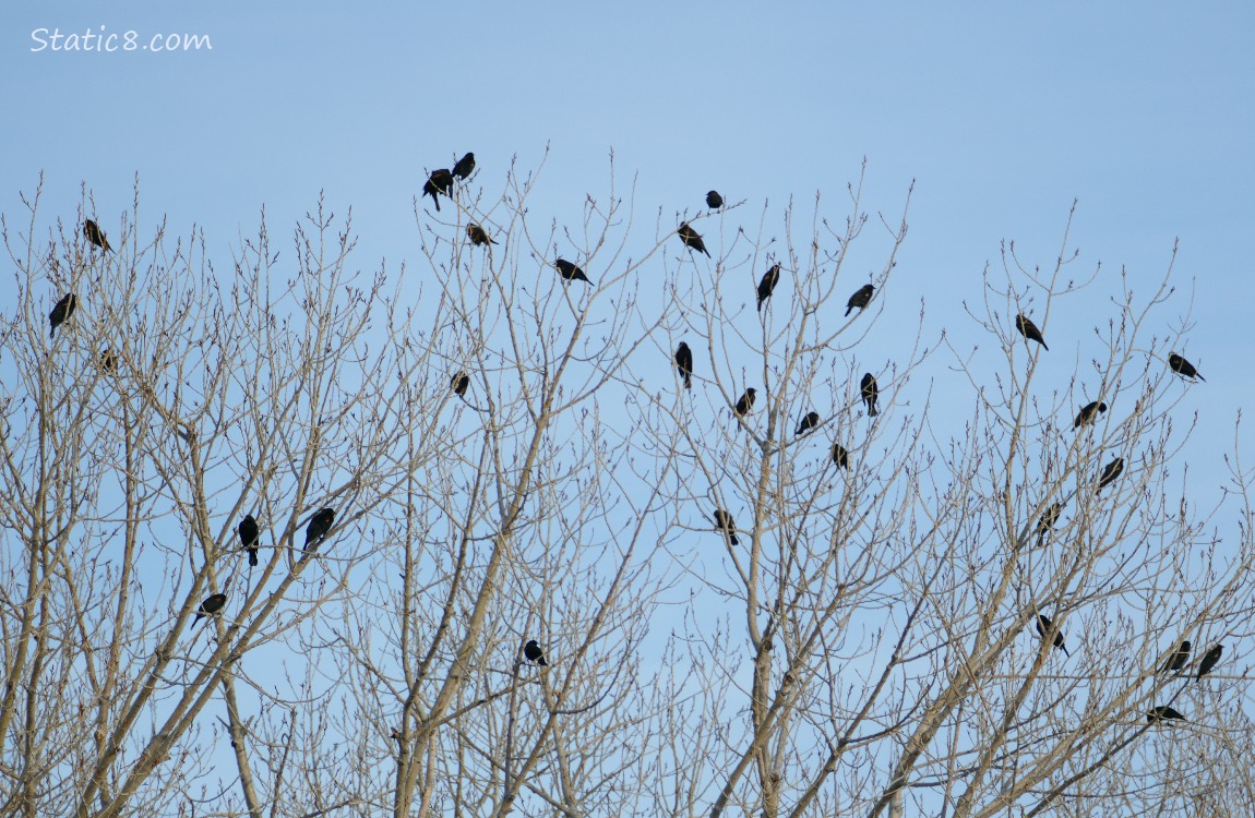 Red Wing Black Birds in winter bare trees