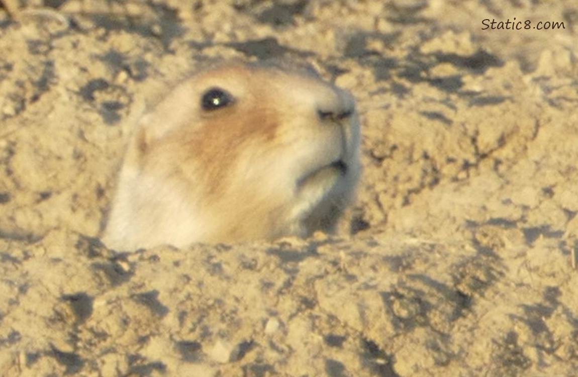 Prairie Dog peeking up out of her hole