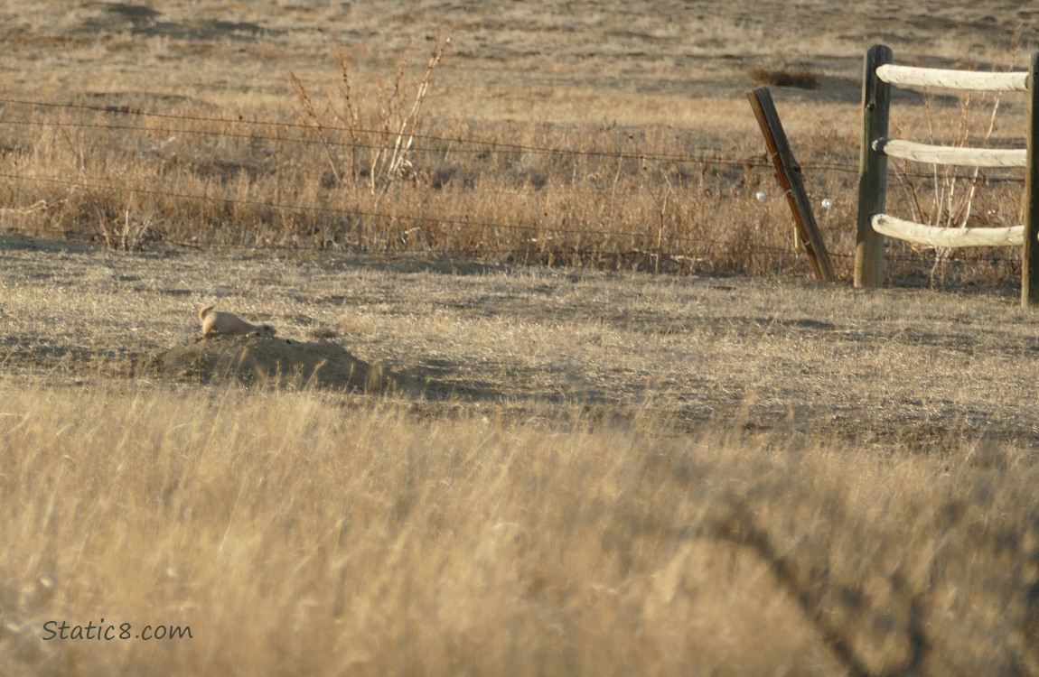 Prairie Dog at a hole