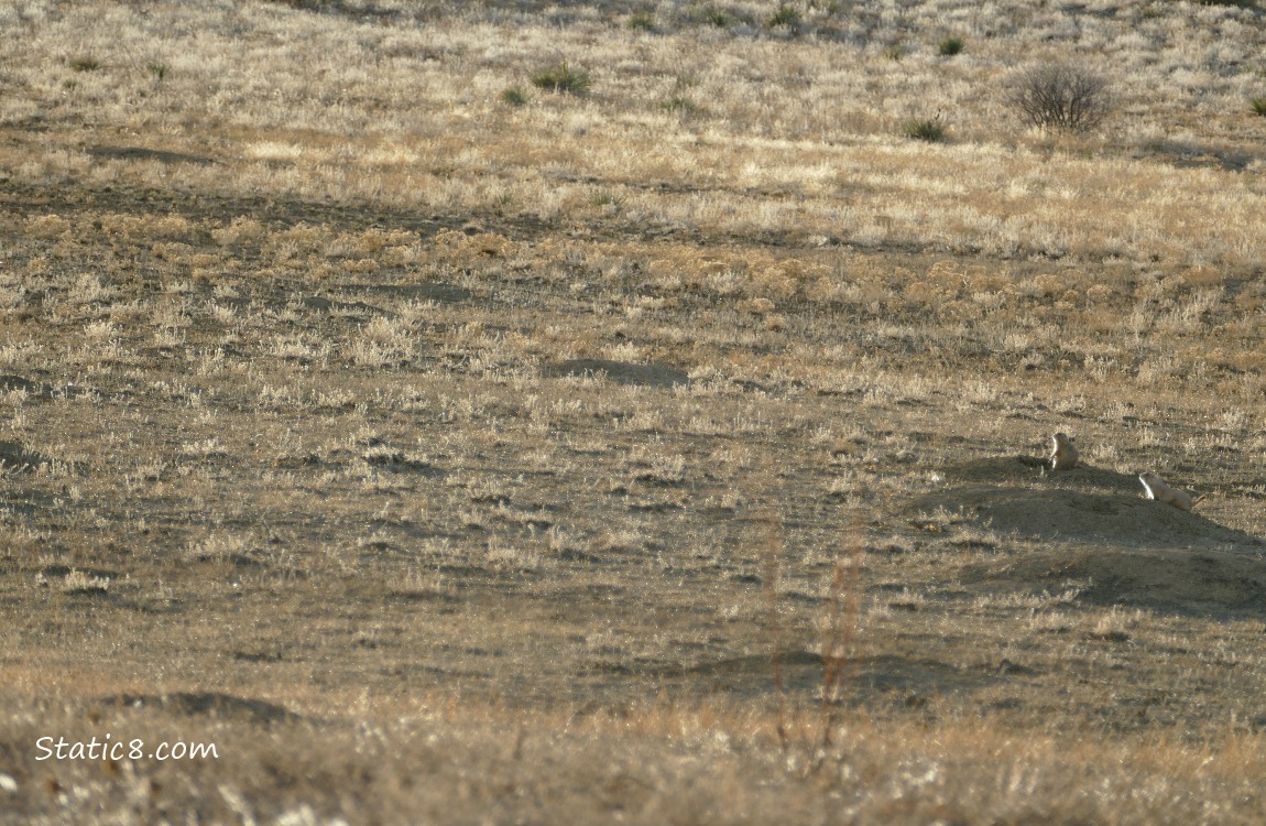 Prairie Dogs at their hole in the distance