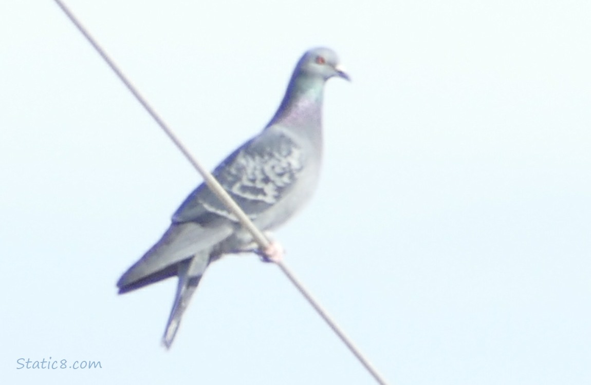 Rock Dove standing on a power line