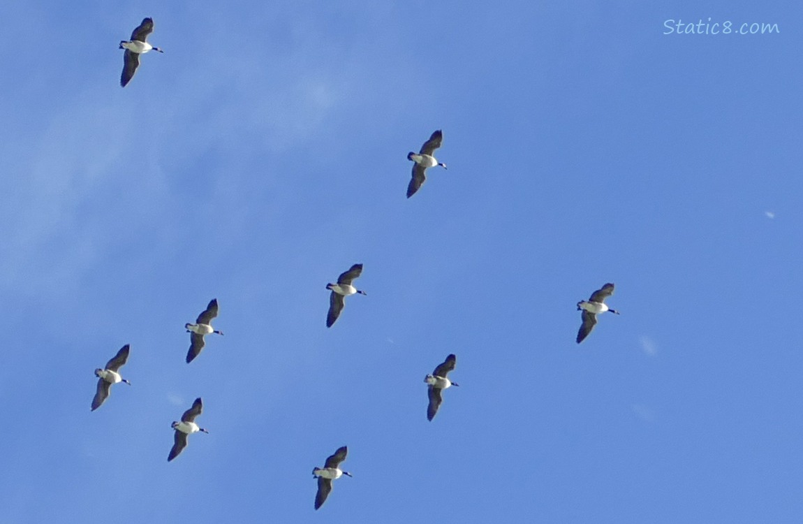 Canada Geese flying in a blue sky