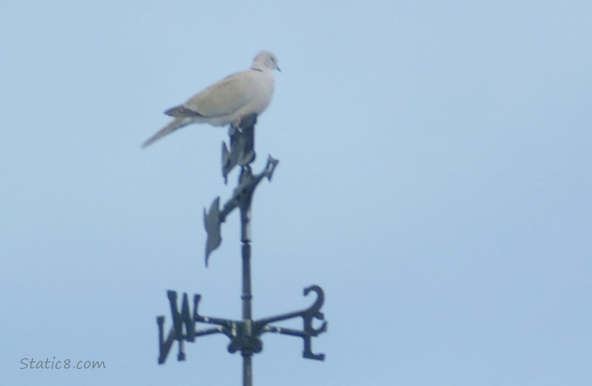 Eurasian Collared Dove sitting on a wind vane