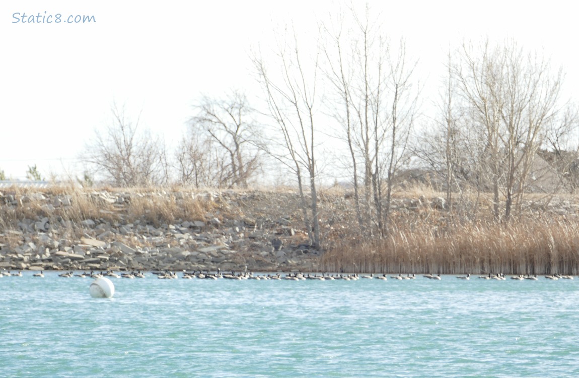 Buoy and Canada Geese