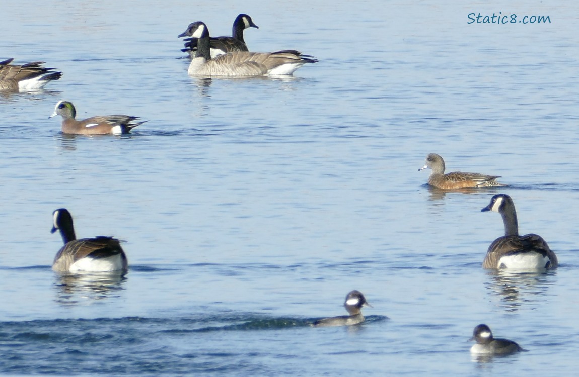 Canada Geese, Wigeons and Buffleheads paddling on the water