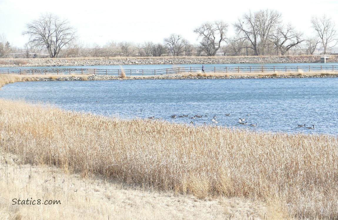 dead grass and blue water