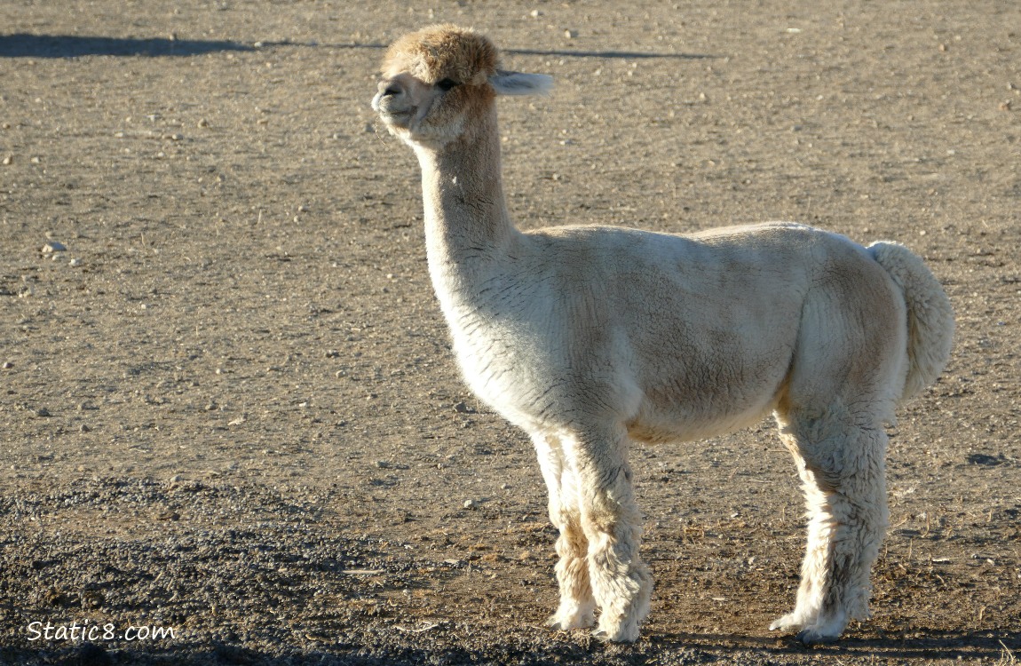 Alpaca standing