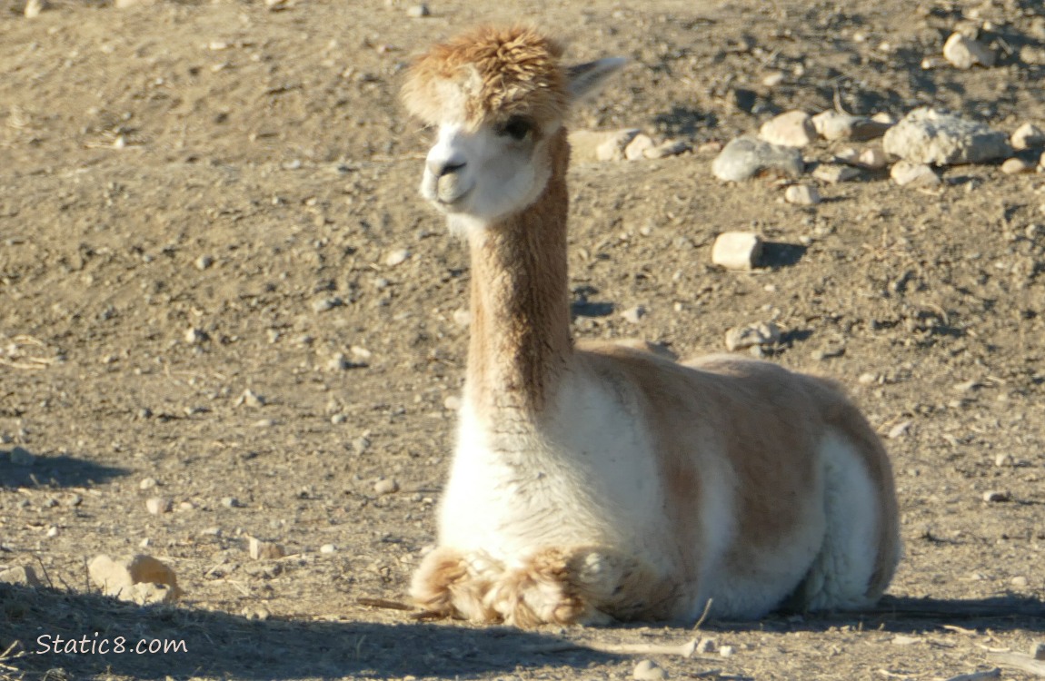 Alpaca sits on the ground
