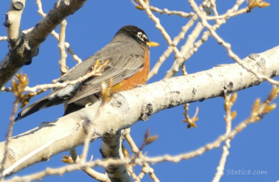 American Robin up in a tree, blue sky behind