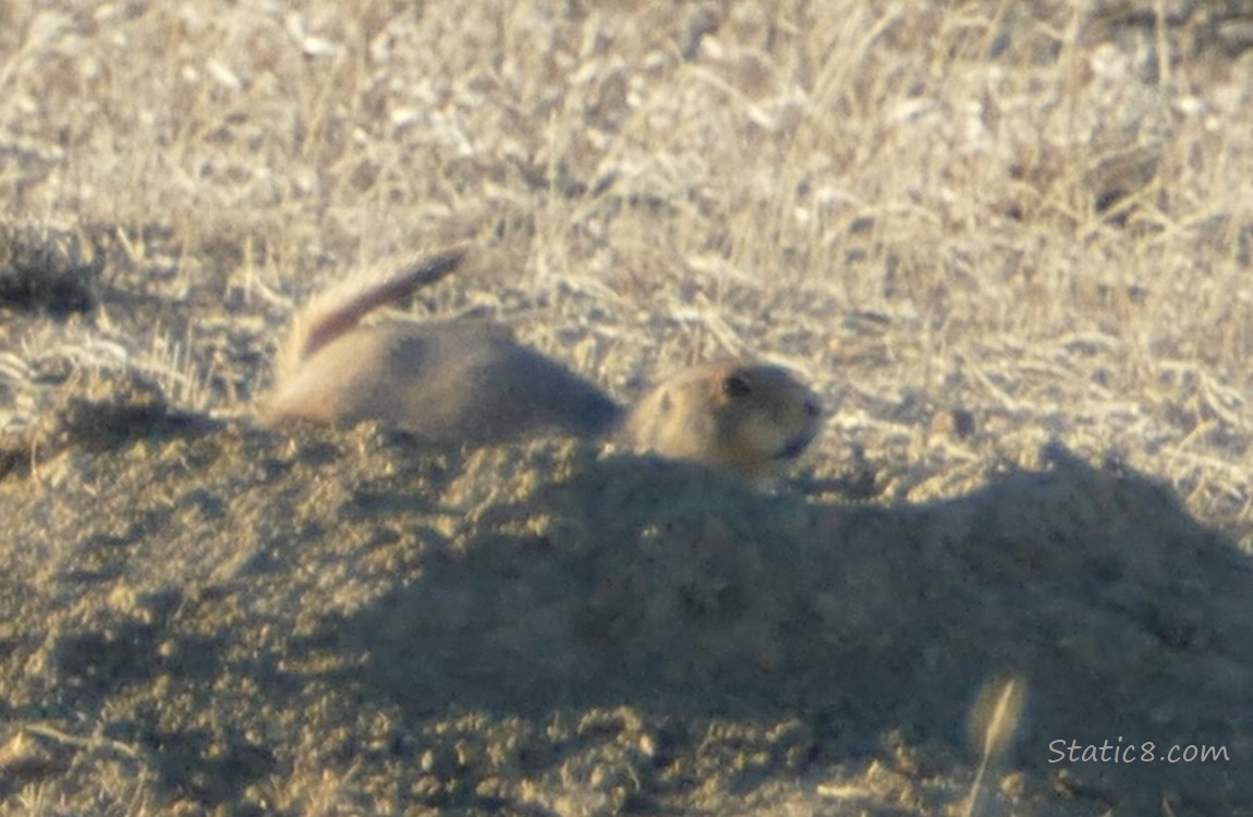 Prairie Dog at a hole