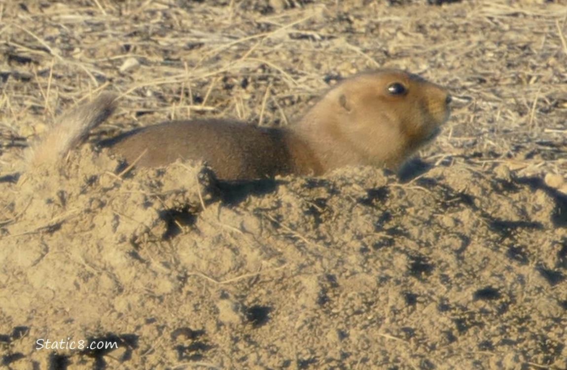 Prairie Dog at a hole