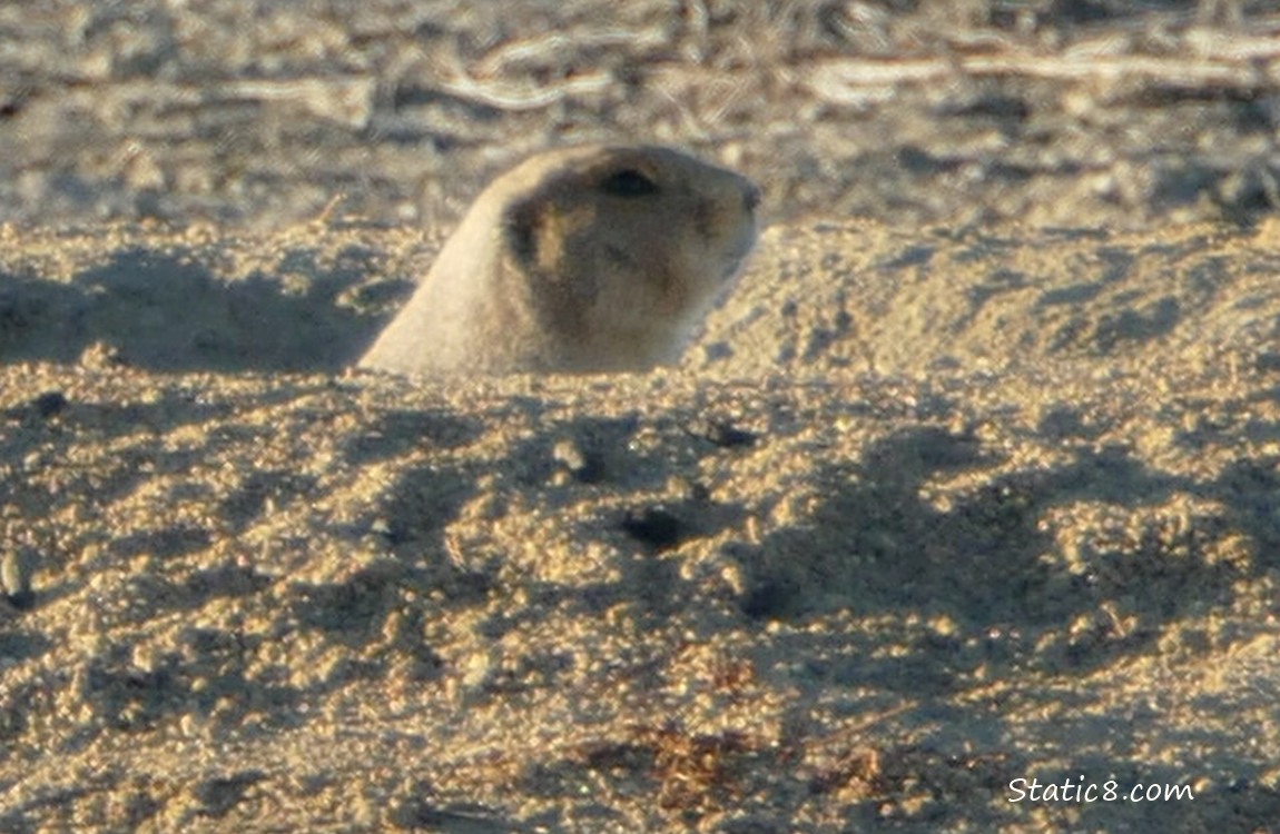 Prairie Dog just peeking out of the hole