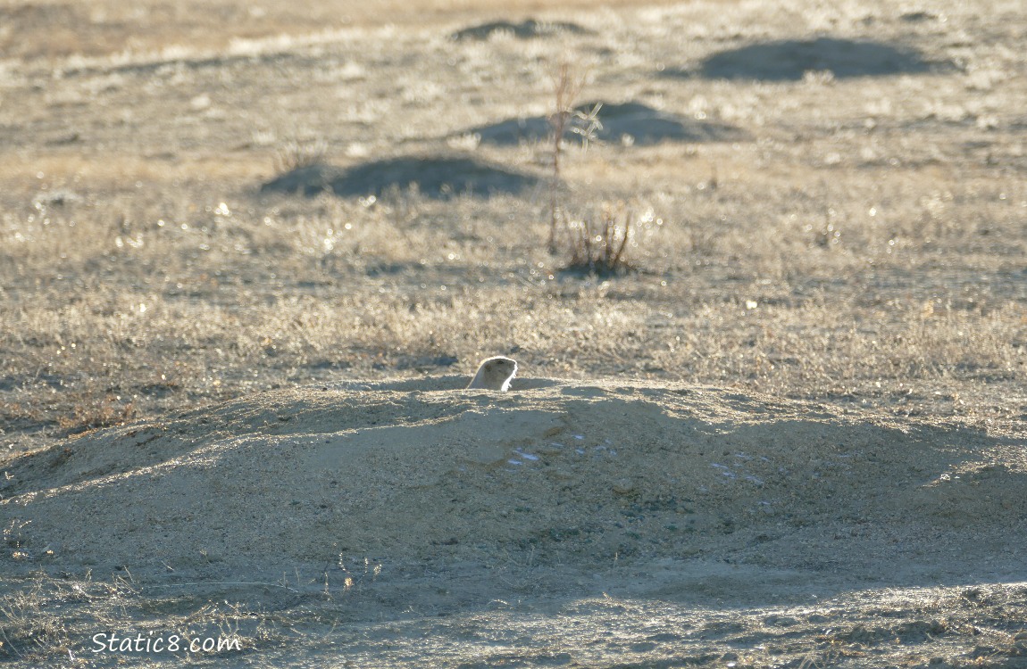 Prairie Dog in her hole