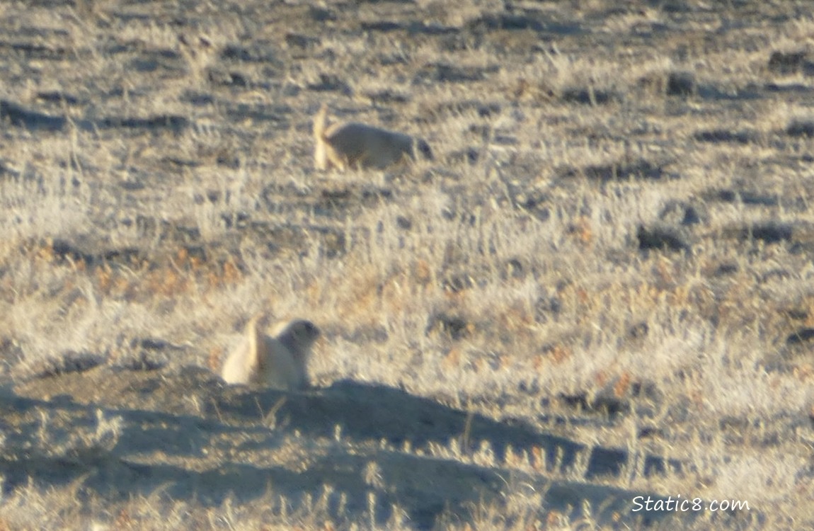 Two Prairie Dogs out in the grass