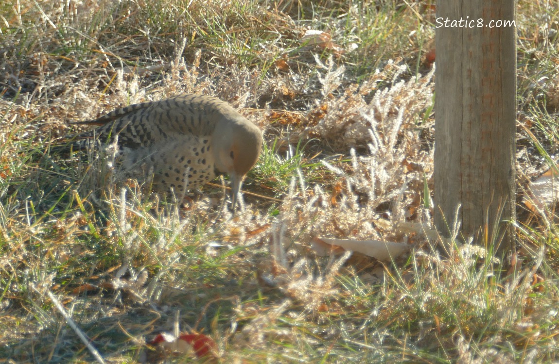 Northern Flicker pecking at the grassy ground