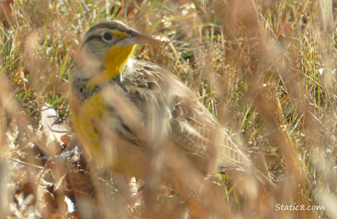 Meadowlark thru a bush