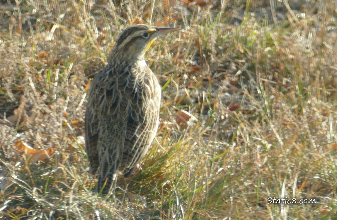 Western Meadowlark standing in the grass