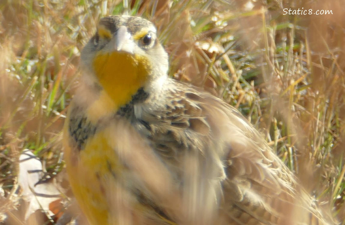 Meadowlark thru a bush