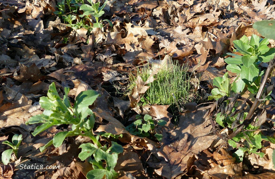 Leek seedings in a clump, surrounded by a few Favas