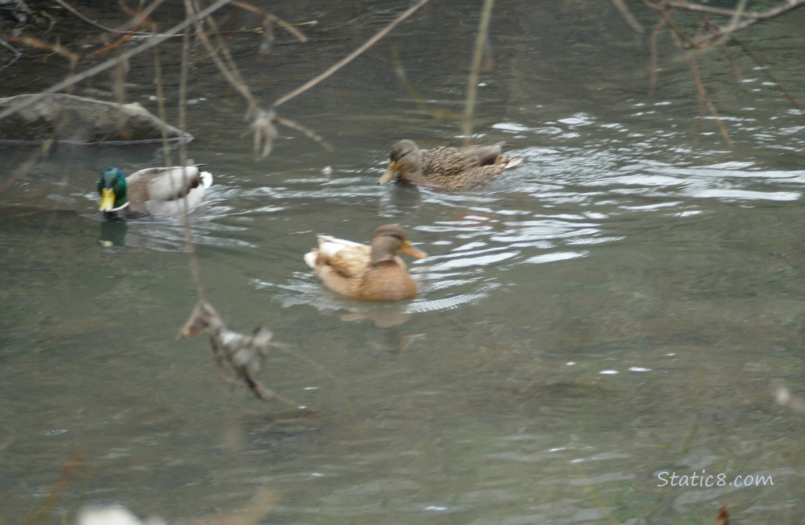 Blond Mallard with two other ducks, paddling on the water