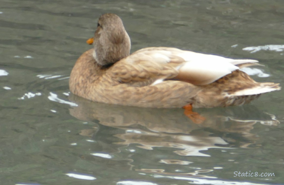 Blond Mallard paddling on  the water