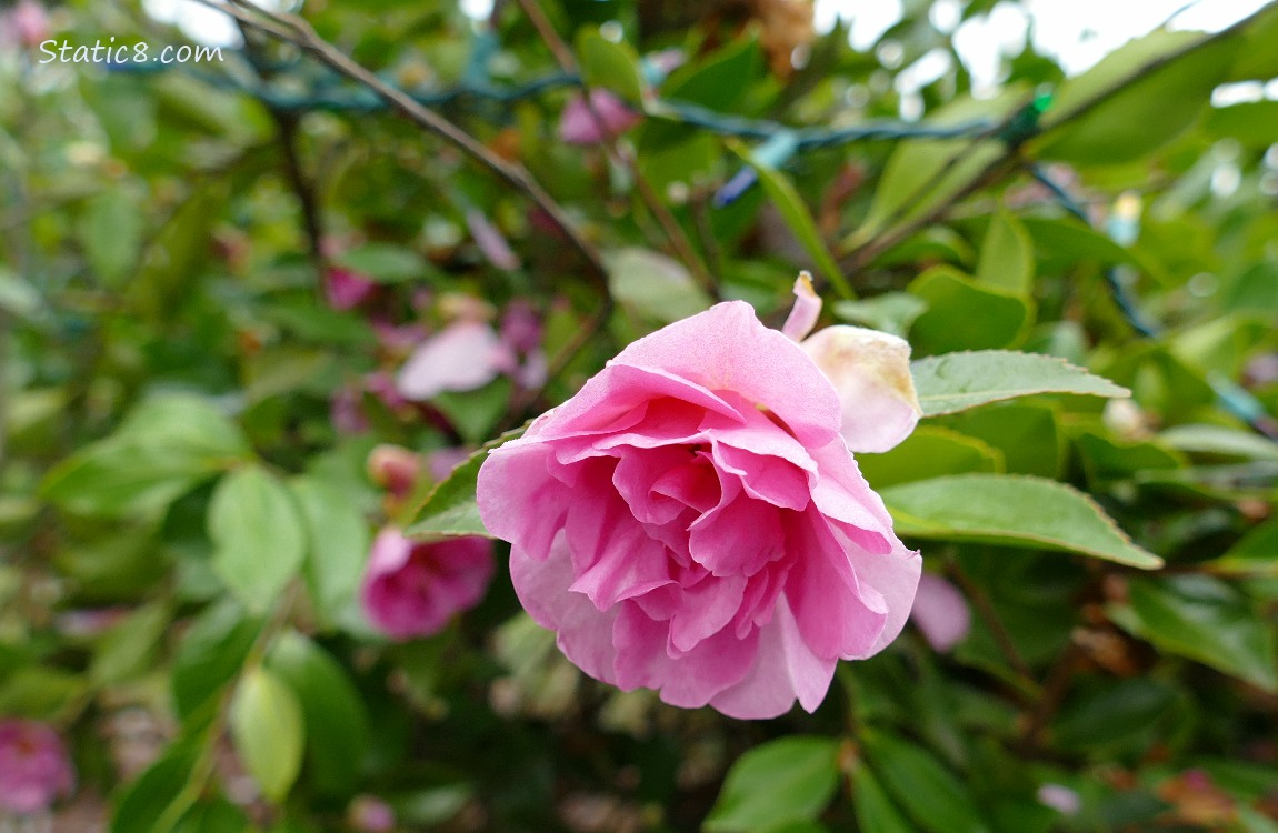 Pink Camellia blooms next to a string of xmas lights