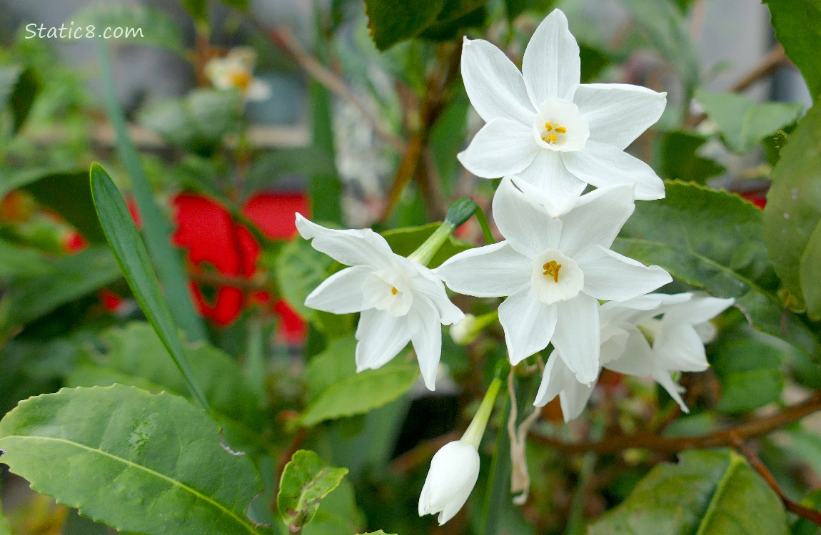 White Narcissus blooms