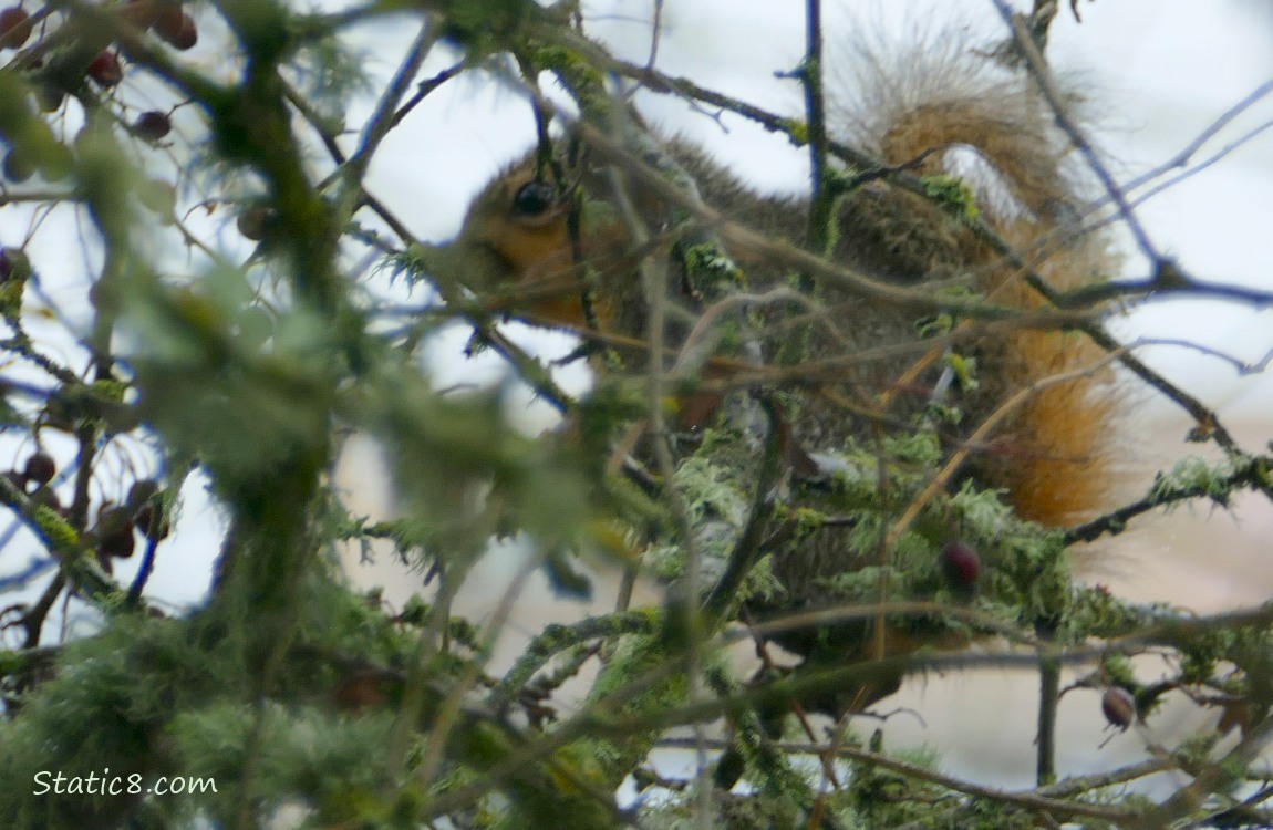 Squirrel behind mossy sticks