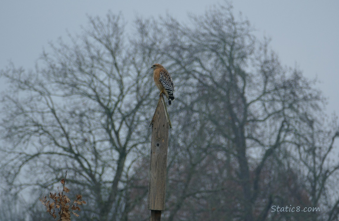 Red Shoulder Hawk standing on a post, winter bare tree and grey sky behind