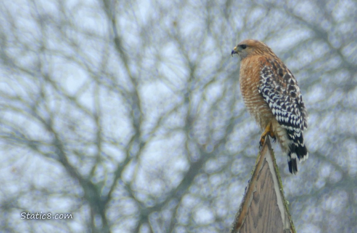 Red Shoulder Hawk standing on a post, winter bare tree and grey sky behind