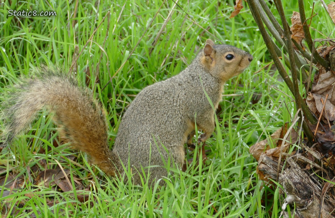 Squirrel standing in the grass next to a tree trunk