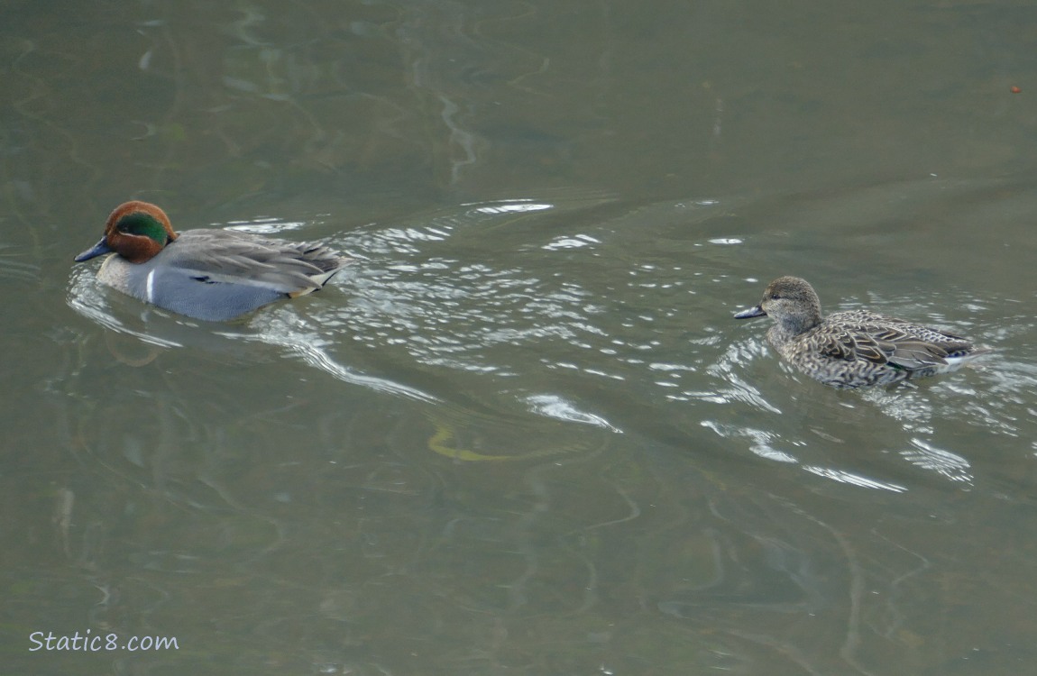 A pair of Green Wing Teals paddling on the water