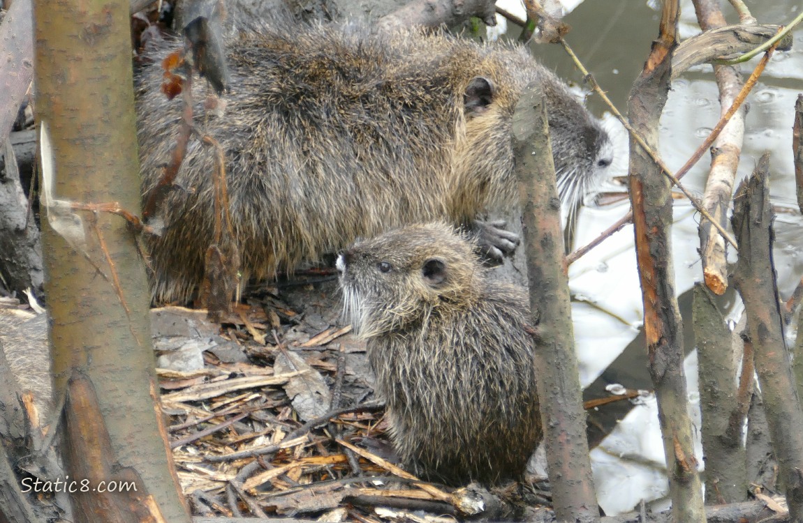 Nutria baby with an adult behind her