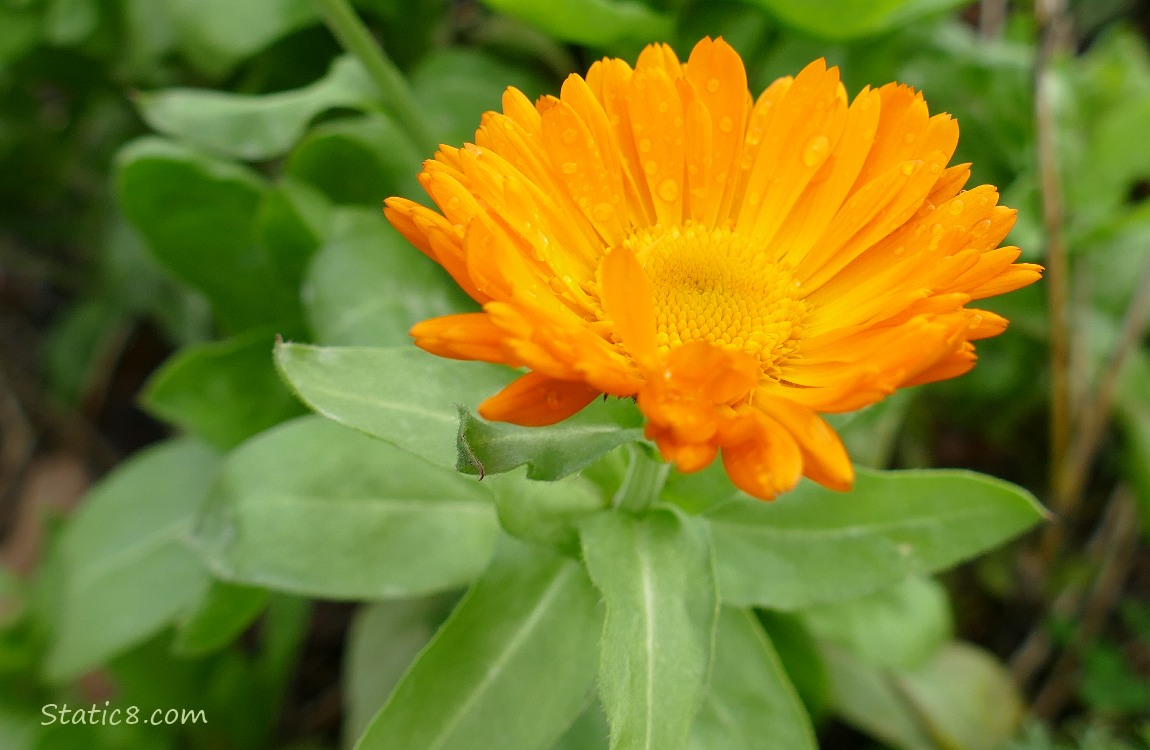 Orange Calendula bloom with rain drops on the petals