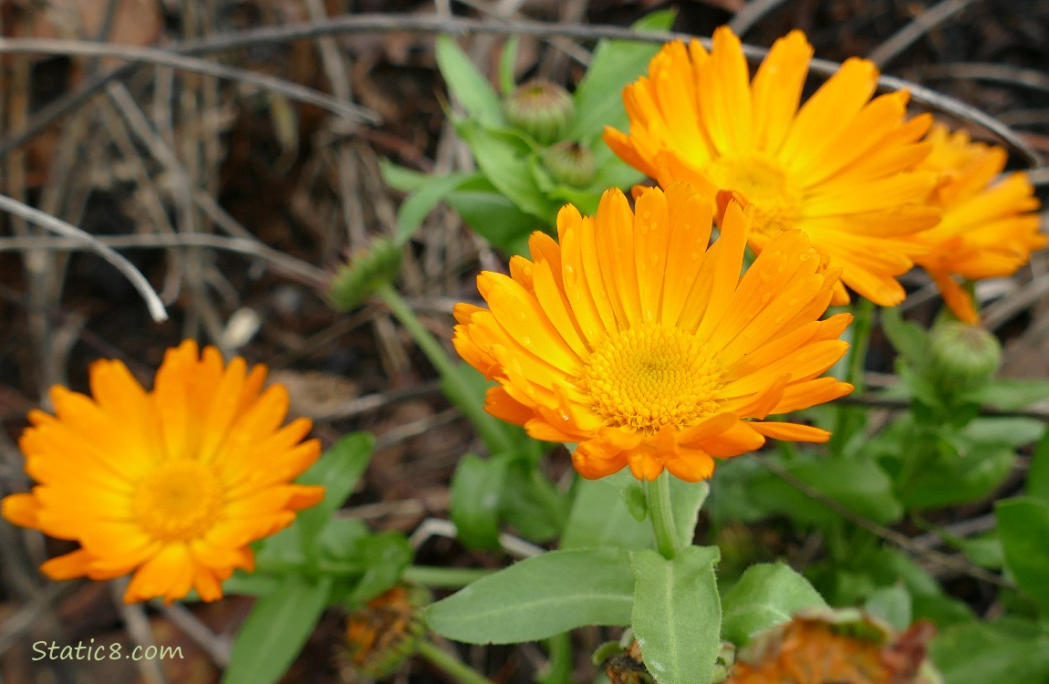 Orange Calendula blooms