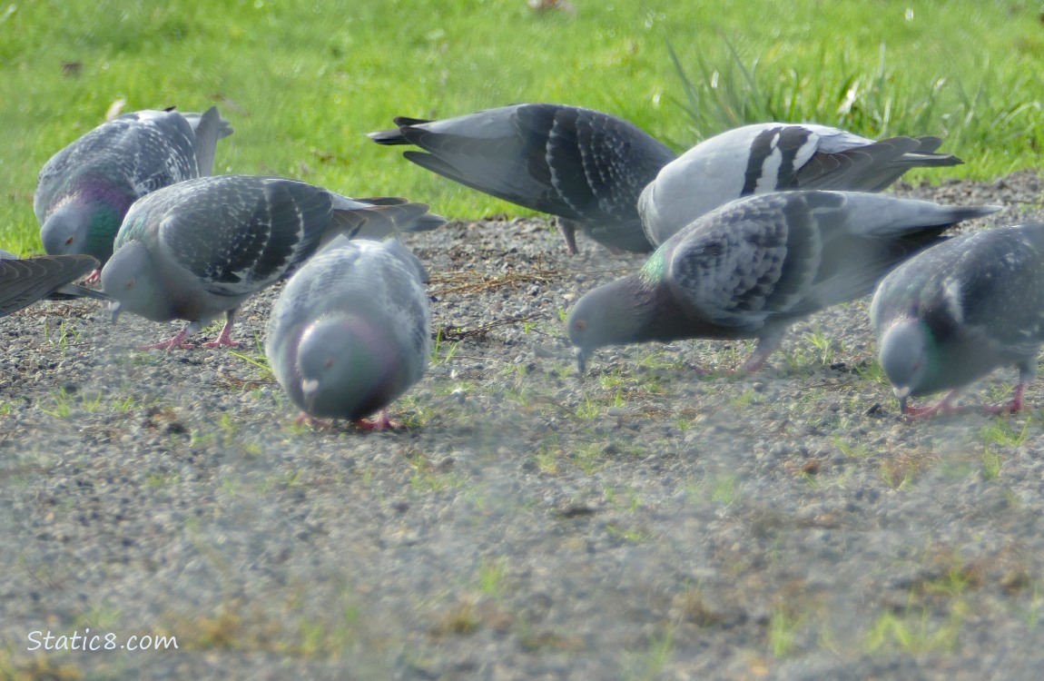 Pigeons pecking at the ground