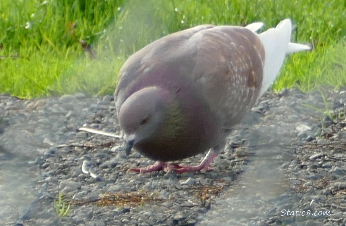 Red Rock Dove pecking at the ground