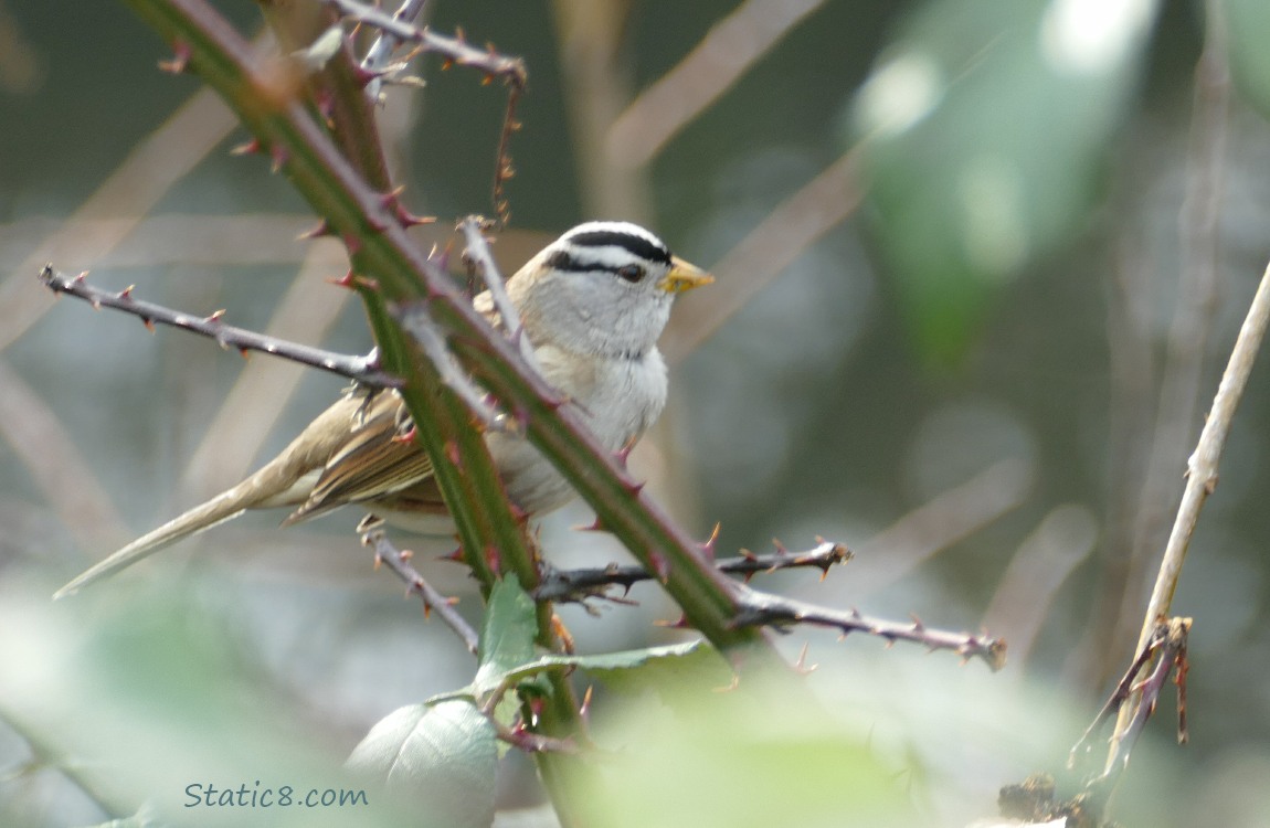 White Crown Sparrow standing on a thorny vine