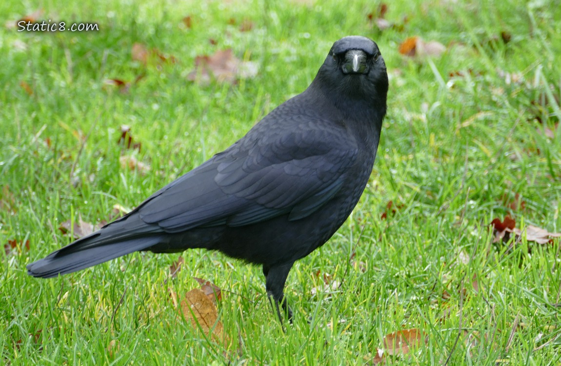 American Crow standing in the grass