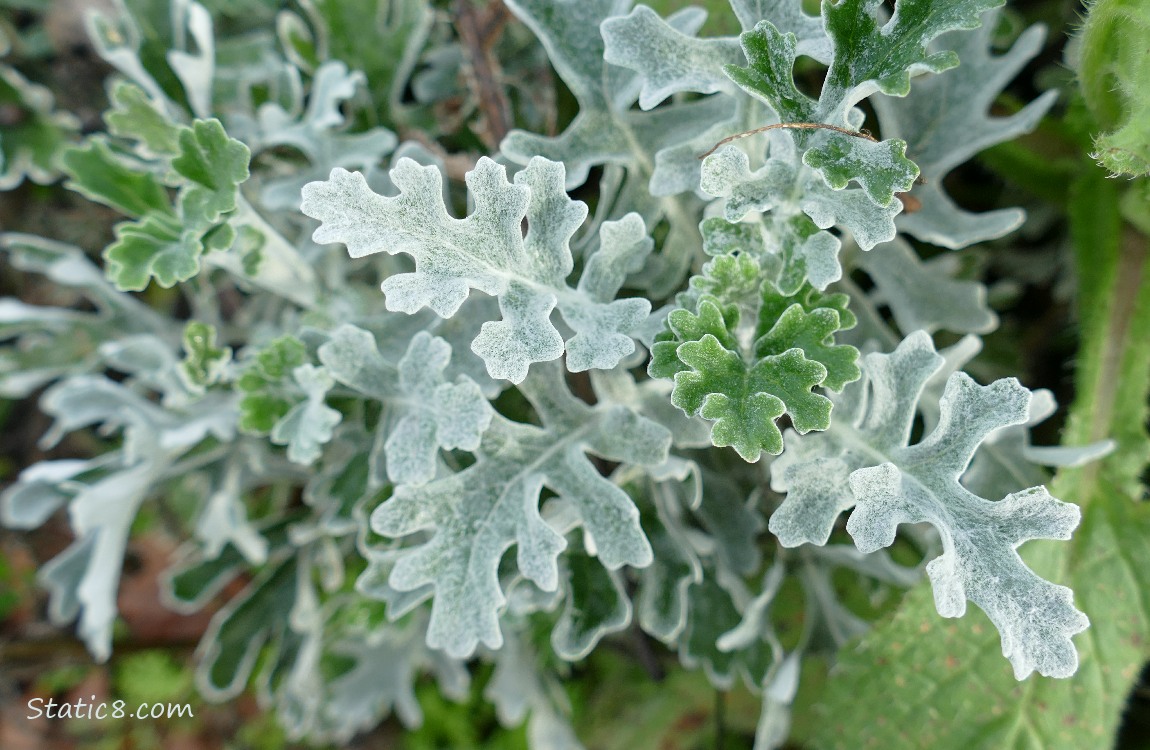 Close up of the white leaves of Dusty Miller