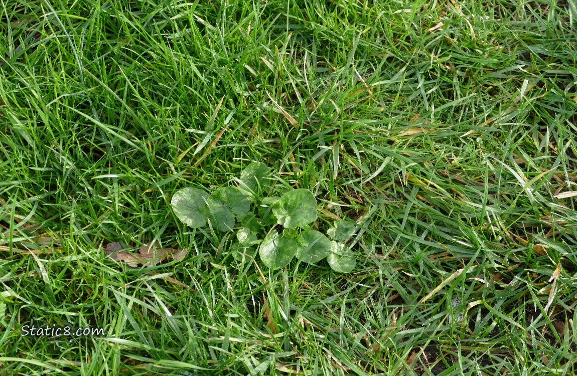 Lesser Celandine plant growing in the grass